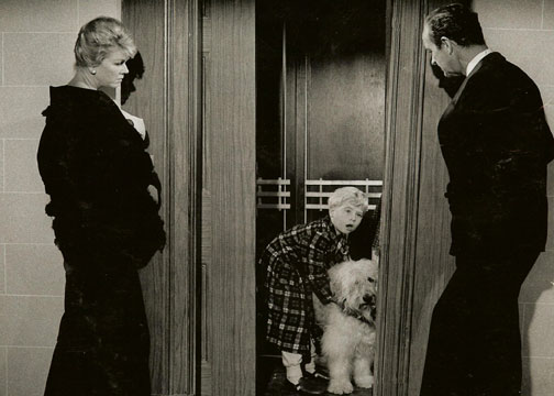 STAN-DAISIES-B-Niven-Day.jpg